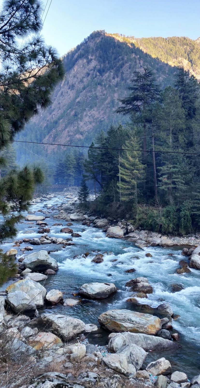 The Ganga running past pine slopes near Rishikesh