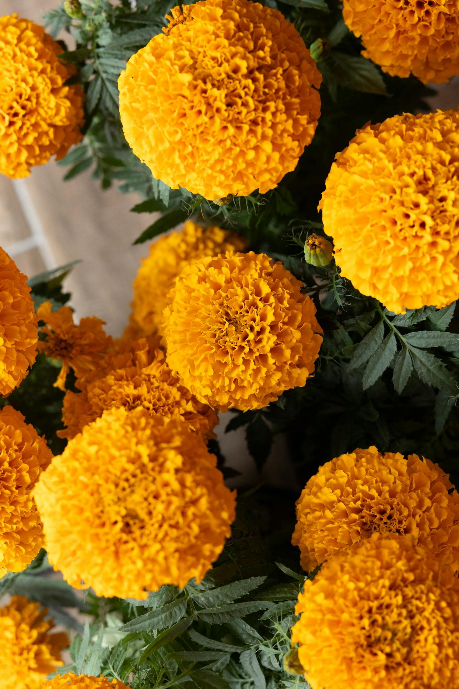 A garland of marigold flowers